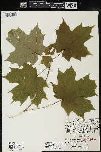 Acer saccharum var. saccharum image