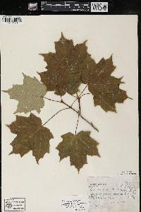 Acer saccharum var. saccharum image