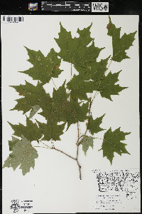 Acer saccharum var. saccharum image