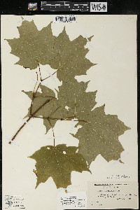 Acer saccharum var. saccharum image