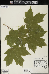 Acer saccharum var. saccharum image