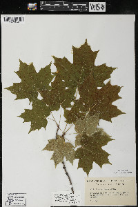 Acer saccharum var. saccharum image