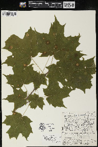 Acer saccharum var. saccharum image