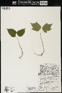 Acer saccharum var. saccharum image