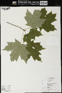 Acer saccharum var. saccharum image