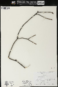 Acer saccharum var. saccharum image