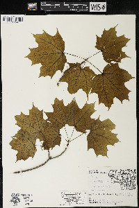 Acer saccharum var. saccharum image