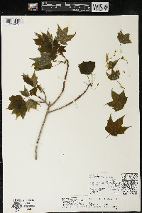 Acer saccharum var. saccharum image