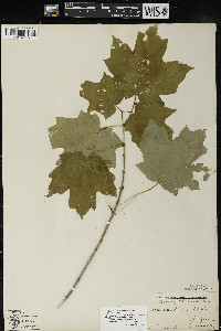 Acer saccharum var. saccharum image