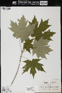 Acer saccharum var. saccharum image