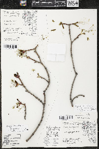 Acer platanoides image