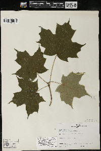 Acer saccharum var. saccharum image