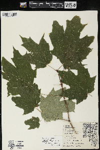 Acer saccharum var. saccharum image