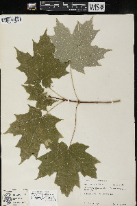 Acer saccharum var. saccharum image