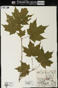 Acer saccharum var. saccharum image