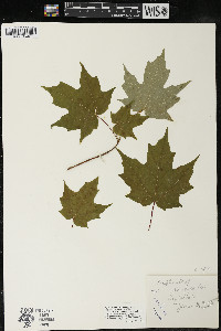 Acer saccharum var. saccharum image