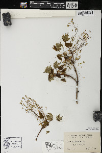 Acer saccharum var. saccharum image