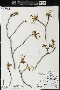 Acer saccharum var. saccharum image