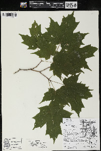 Acer saccharum var. saccharum image
