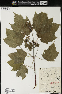 Acer spicatum image
