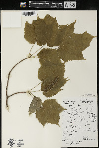 Acer spicatum image