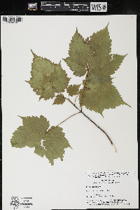 Acer spicatum image