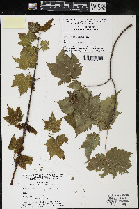 Acer spicatum image