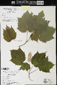 Acer spicatum image