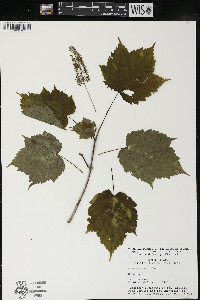 Acer spicatum image