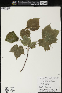 Acer spicatum image