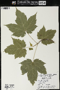 Acer spicatum image
