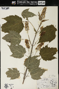 Acer spicatum image