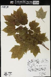 Acer spicatum image