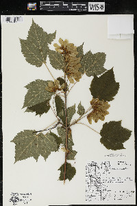 Acer spicatum image