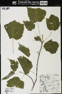 Acer spicatum image