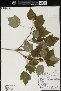 Acer spicatum image