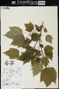 Acer spicatum image