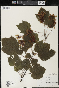 Acer spicatum image