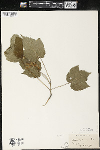 Acer spicatum image