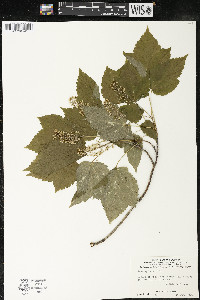 Acer spicatum image