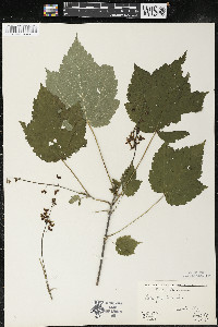 Acer spicatum image