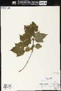 Acer spicatum image