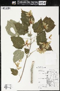 Acer spicatum image