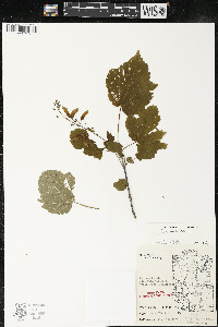 Acer spicatum image