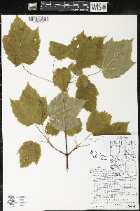 Acer spicatum image