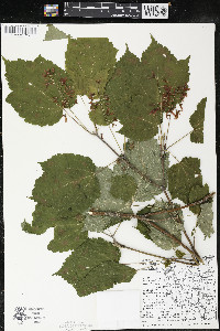 Acer spicatum image