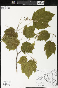 Acer spicatum image