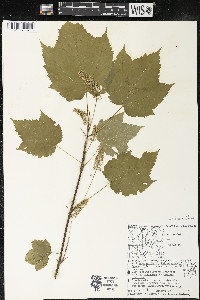 Acer spicatum image