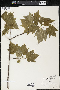 Acer spicatum image