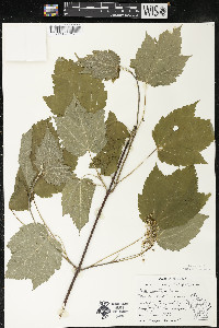 Acer spicatum image